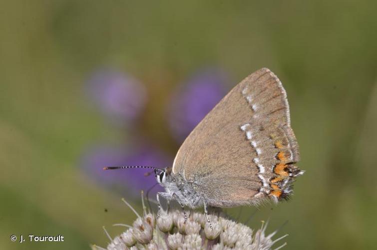 <i>Satyrium acaciae</i> (Fabricius, 1787) © J. Touroult