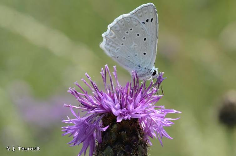 <i>Polyommatus daphnis</i> (Denis & Schiffermüller, 1775) © J. Touroult