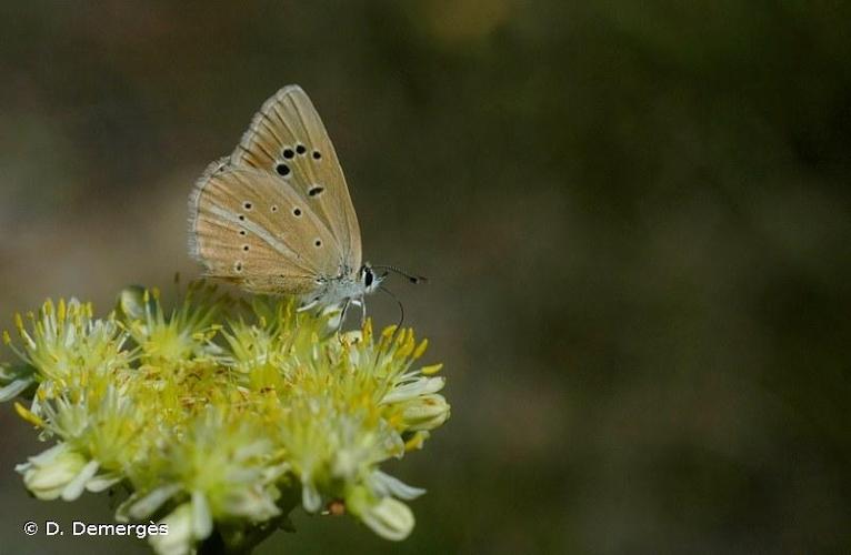 <i>Polyommatus dolus</i> (Hübner, 1823) © D. Demergès