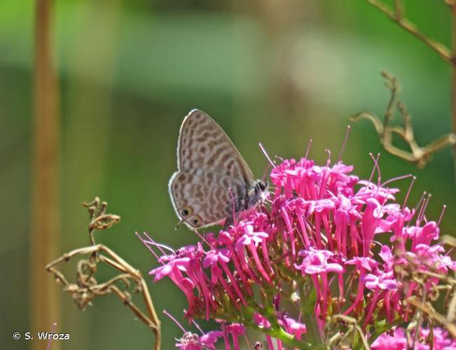 <i>Leptotes pirithous</i> (Linnaeus, 1767) © S. Wroza