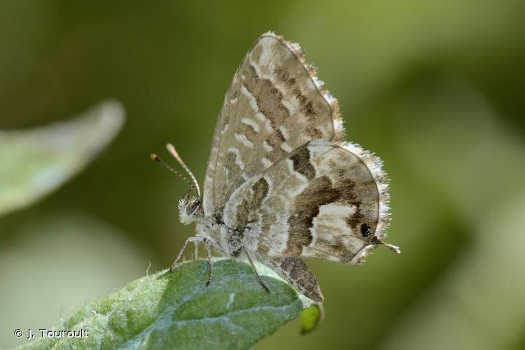 <i>Cacyreus marshalli</i> Butler, 1898 © J. Touroult