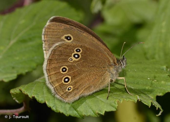 <i>Aphantopus hyperantus</i> (Linnaeus, 1758) © J. Touroult