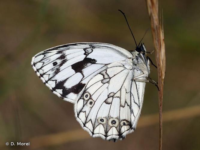 <i>Melanargia lachesis</i> (Hübner, 1790) © D. Morel