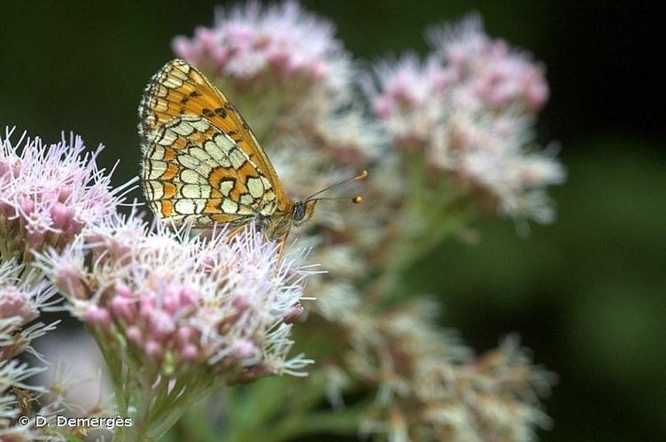 <i>Melitaea deione</i> (Geyer, 1832) © D. Demergès