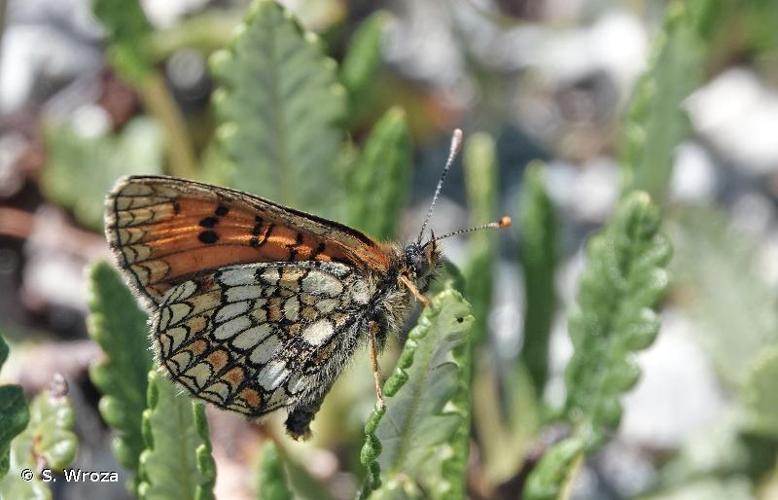 <i>Melitaea varia</i> Herrich-Schaeffer, 1851 © S. Wroza