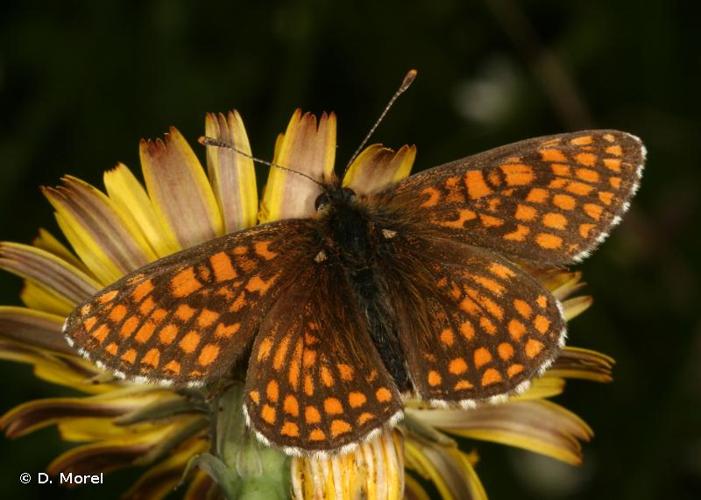 <i>Melitaea aurelia</i> Nickerl, 1850 © D. Morel