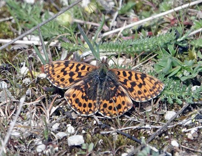 <i>Boloria dia</i> (Linnaeus, 1767) © S. Wroza