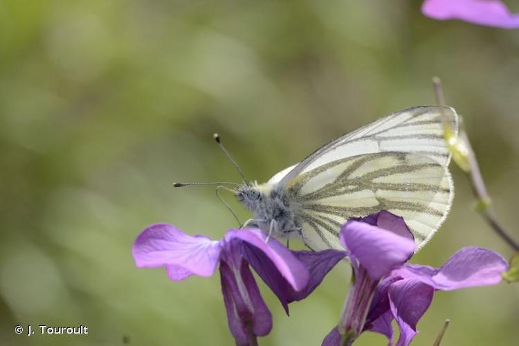 <i>Pieris napi</i> (Linnaeus, 1758) © J. Touroult