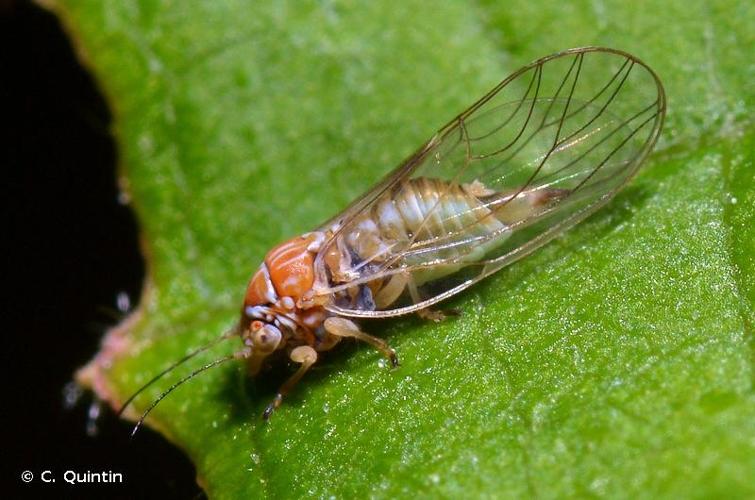 <i>Cacopsylla ambigua</i> (Foerster, 1848) © C. Quintin