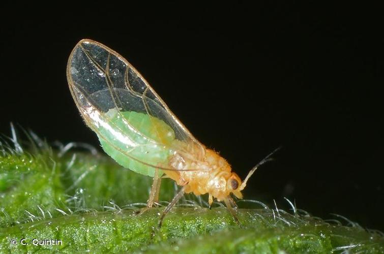 <i>Trioza urticae</i> (Linnaeus, 1758) © C. Quintin