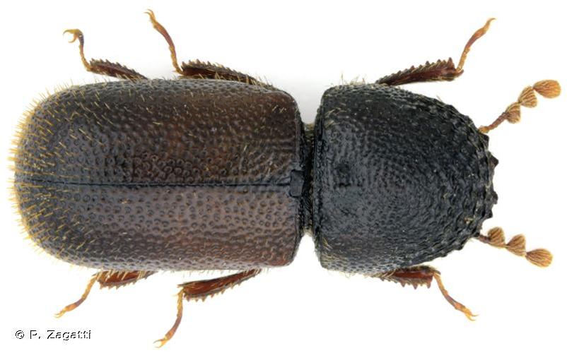 <i>Dinoderus minutus</i> (Fabricius, 1775) © P. Zagatti