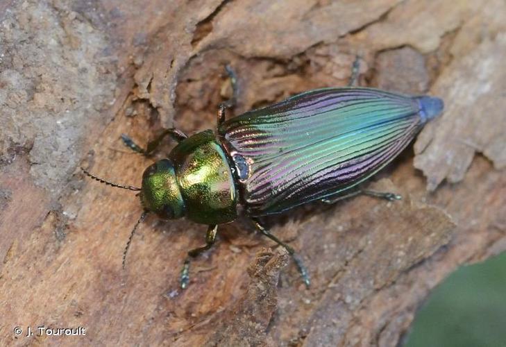 <i>Eurythyrea austriaca</i> (Linnaeus, 1767) © J. Touroult