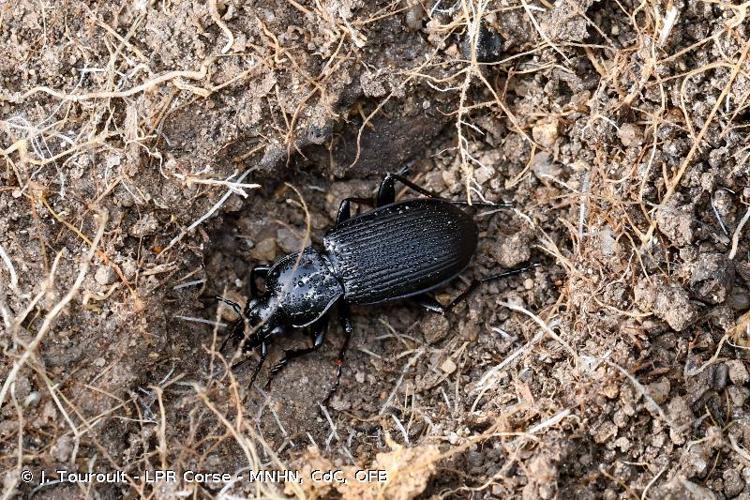 <i>Pterostichus niger</i> (Schaller, 1783) © J. Touroult - LPR Corse - MNHN, CdC, OFB