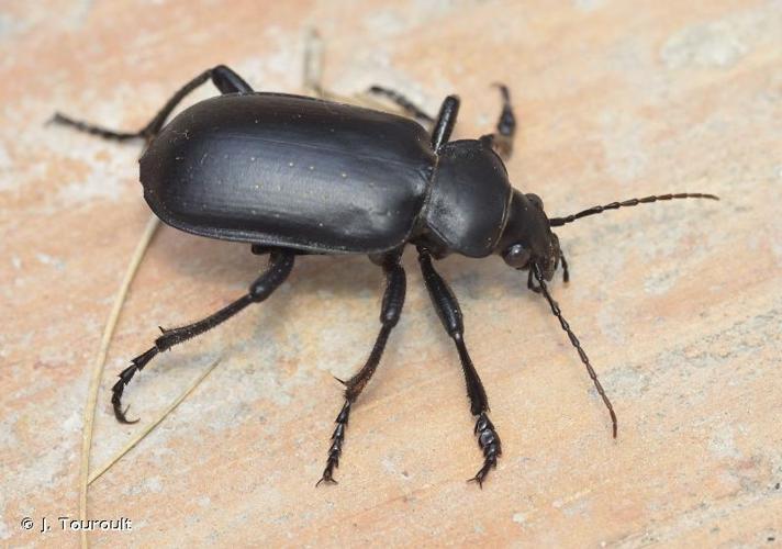 <i>Calosoma maderae</i> (Fabricius, 1775) © J. Touroult