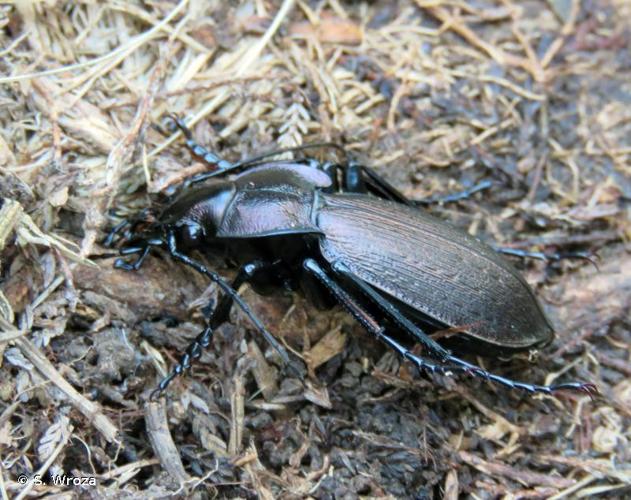 <i>Carabus pyrenaeus</i> Audinet-Serville, 1821 © S. Wroza