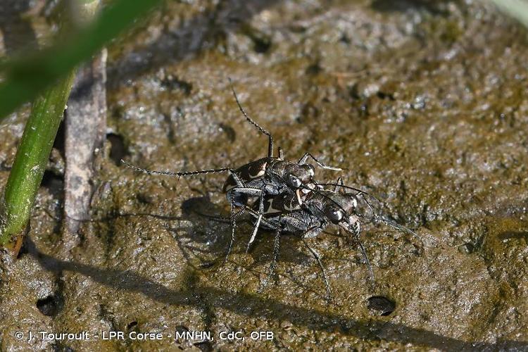 <i>Myriochila melancholica</i> (Fabricius, 1798) © J. Touroult - LPR Corse - MNHN, CdC, OFB