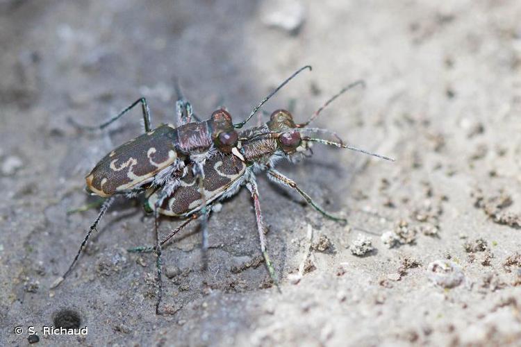 <i>Cylindera arenaria</i> (Fuessly, 1775) © S. Richaud