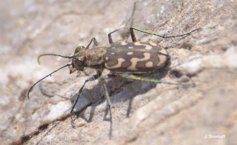 <i>Lophyra flexuosa</i> (Fabricius, 1787) © J. Touroult