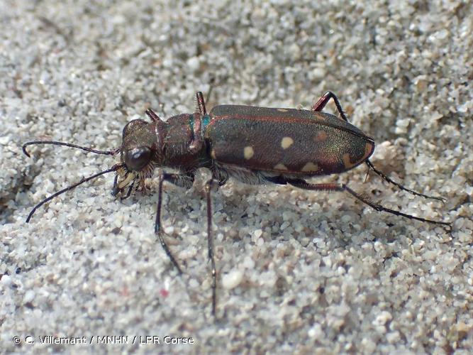 <i>Calomera littoralis</i> (Fabricius, 1787) © C. Villemant / MNHN / LPR Corse