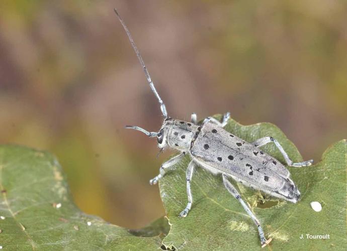 <i>Saperda punctata</i> (Linnaeus, 1767) © J. Touroult