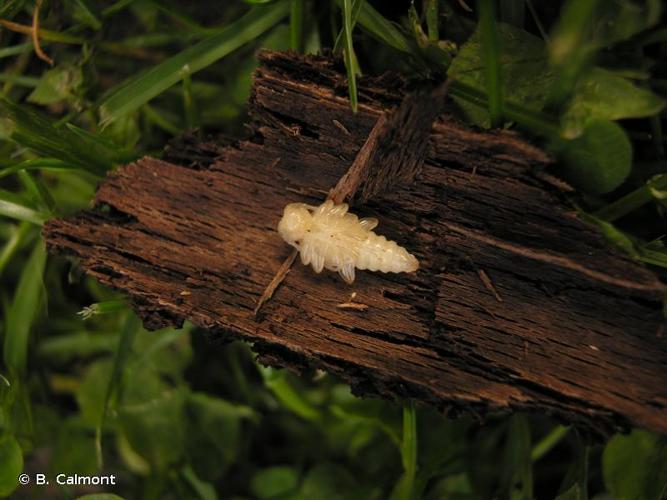 <i>Oplosia cinerea</i> (Mulsant, 1839) © B. Calmont