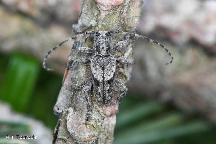 <i>Pogonocherus caroli</i> Mulsant, 1862 © J. Touroult