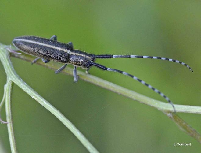 <i>Agapanthia cardui</i> (Linnaeus, 1767) © J. Touroult