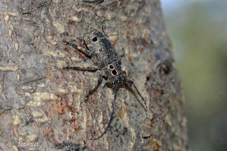 <i>Mesosa curculionoides</i> (Linnaeus, 1761) © J. Touroult