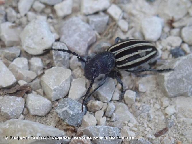 <i>Iberodorcadion fuliginator</i> (Linnaeus, 1758) © Benjamin GUICHARD/Agence Française pour la Biodiversité