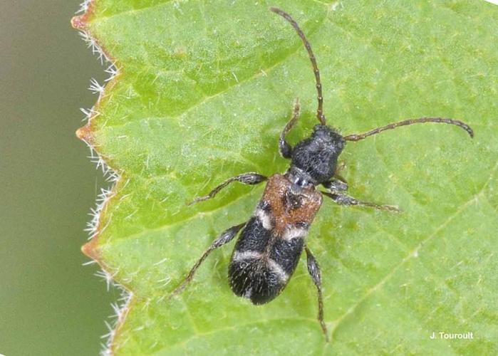 <i>Poecilium alni</i> (Linnaeus, 1767) © J. Touroult