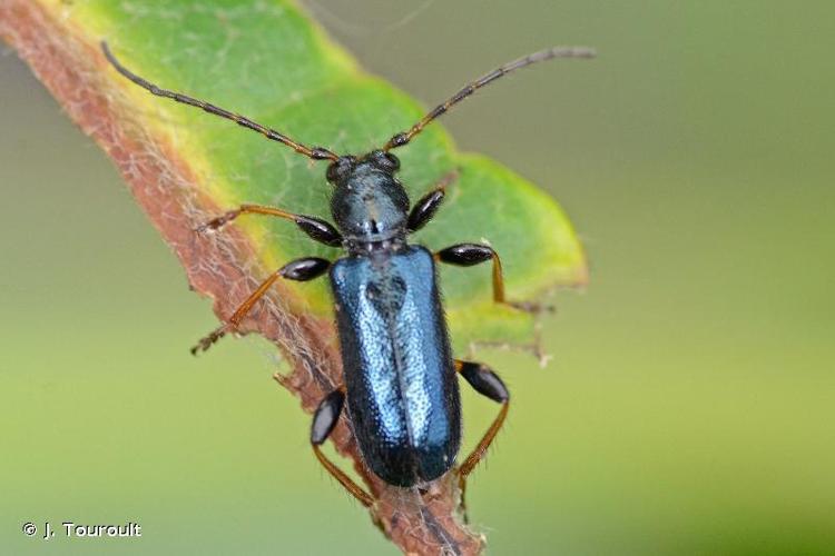 <i>Poecilium rufipes</i> (Fabricius, 1777) © J. Touroult