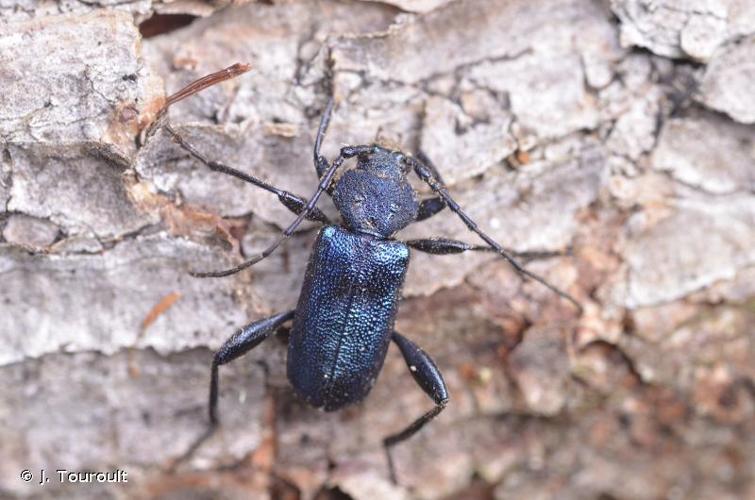 <i>Callidium violaceum</i> (Linnaeus, 1758) © J. Touroult