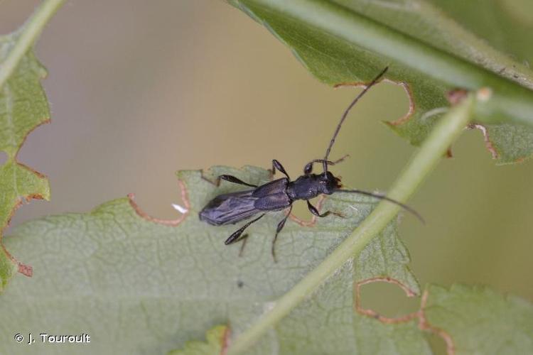 <i>Glaphyra umbellatarum</i> (Schreber, 1759) © J. Touroult