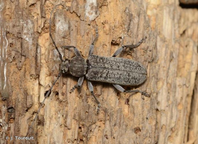 <i>Trichoferus holosericeus</i> (Rossi, 1790) © J. Touroult