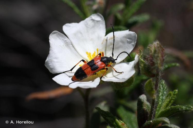 <i>Nustera distigma</i> (Charpentier, 1825) © A. Horellou