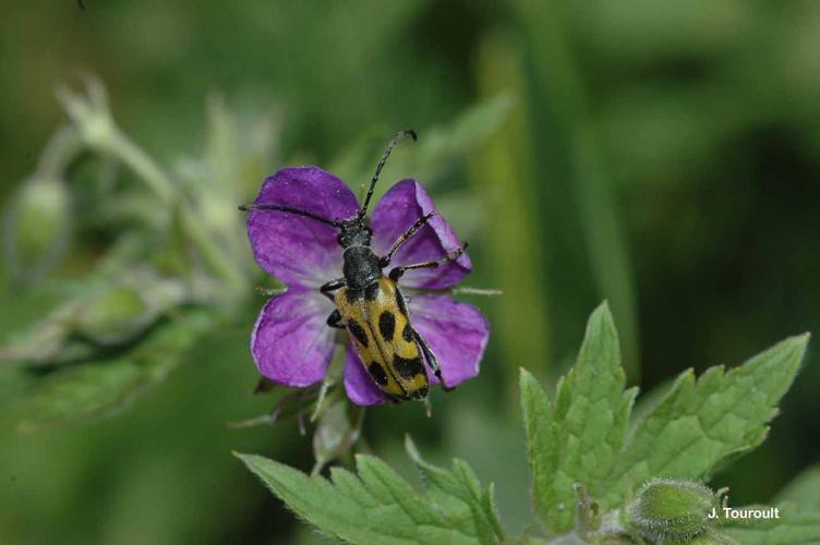 <i>Brachyta interrogationis</i> (Linnaeus, 1758) © J. Touroult