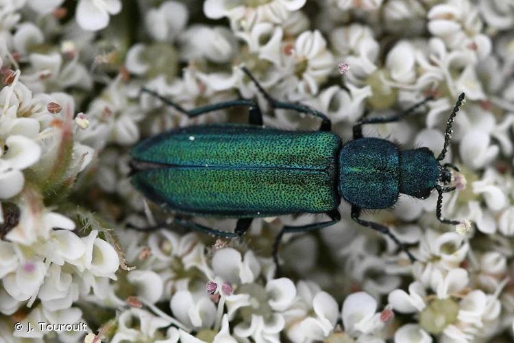 <i>Psilothrix viridicoerulea</i> (Geoffroy, 1785) © J. Touroult