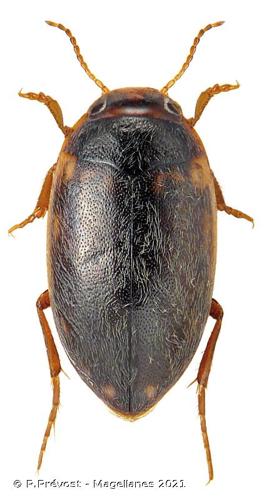 <i>Hydroporus limbatus</i> Aubé, 1838 © P.Prévost - Magellanes 2021