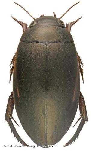 <i>Ilybius meridionalis</i> Aubé, 1837 © P.Prévost - Magellanes 2021