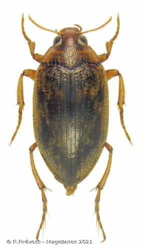 <i>Haliplus guttatus</i> Aubé, 1836 © P.Prévost - Magellanes 2021