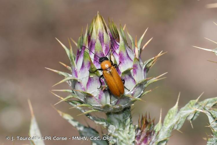 <i>Zonitis immaculata</i> (Olivier, 1789) © J. Touroult - LPR Corse - MNHN, CdC, OFB