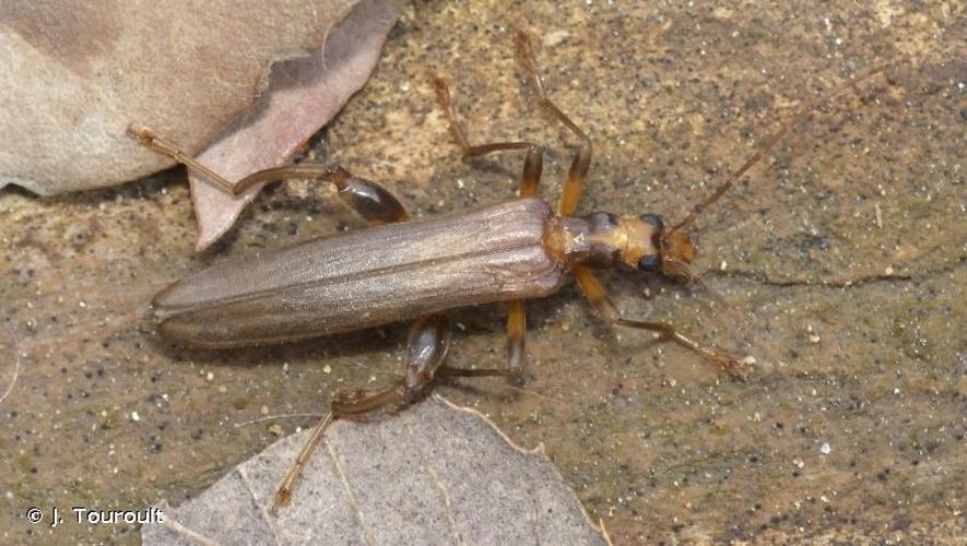 <i>Oedemera femoralis</i> Olivier, 1803 © J. Touroult