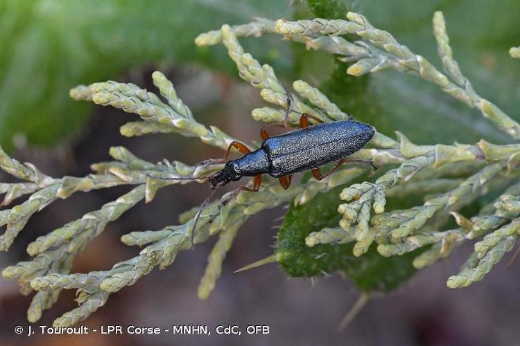 <i>Stenostoma rostratum</i> (Fabricius, 1787) © J. Touroult - LPR Corse - MNHN, CdC, OFB