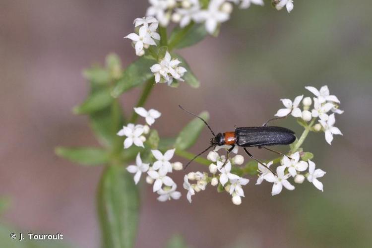 <i>Anogcodes fulvicollis</i> (Scopoli, 1763) © J. Touroult