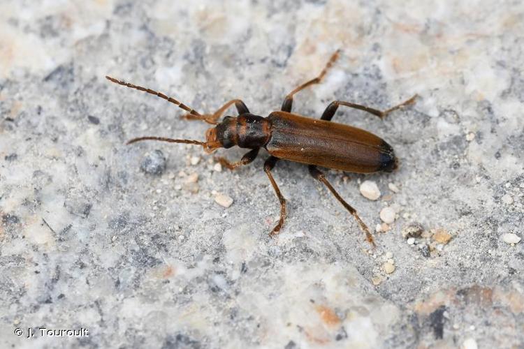 <i>Nacerdes melanura</i> (Linnaeus, 1758) © J. Touroult