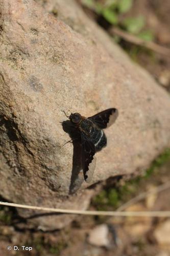 <i>Hemipenthes velutina</i> (Meigen, 1820) © D. Top