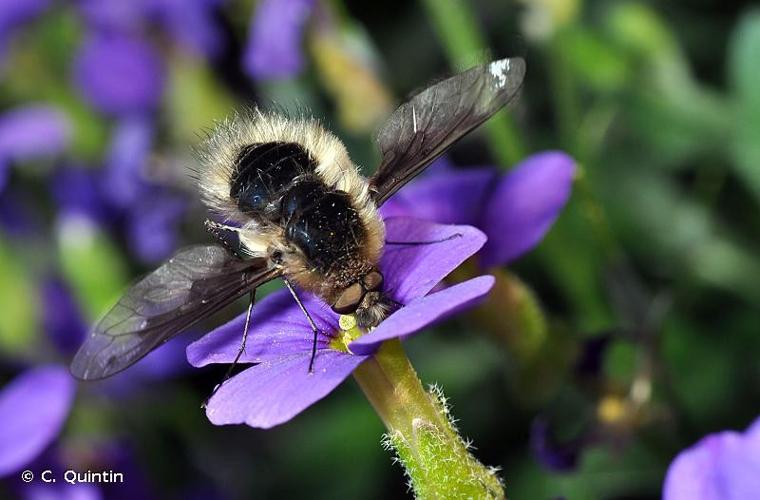 <i>Bombylius fimbriatus</i> Meigen, 1820 © C. Quintin