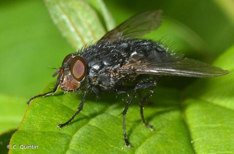 <i>Calliphora vicina</i> Robineau-Desvoidy, 1830 © C. Quintin