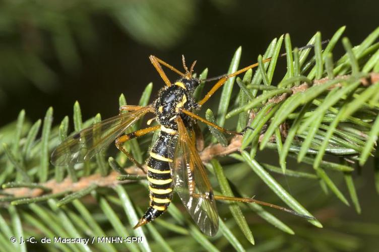 <i>Ctenophora flaveolata</i> (Fabricius, 1794) © J.-C. de Massary / MNHN-SPN