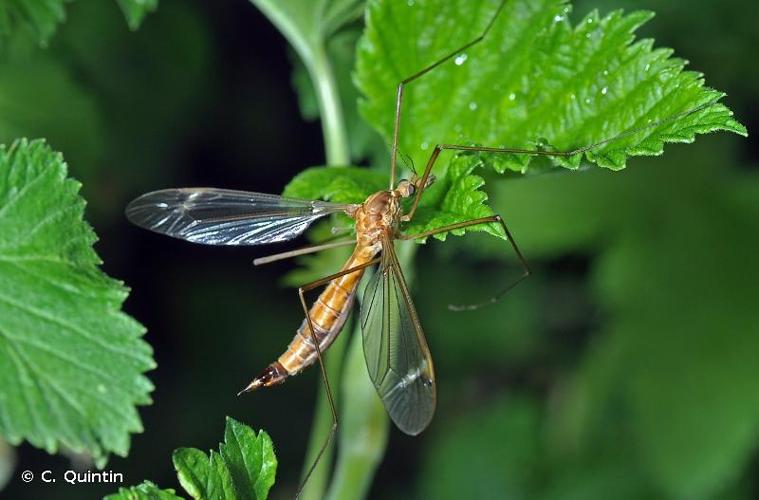 <i>Tipula lunata</i> Linnaeus, 1758 © C. Quintin